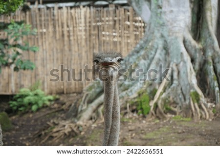 Ostrich bird head and neck front portrait in the zoo
