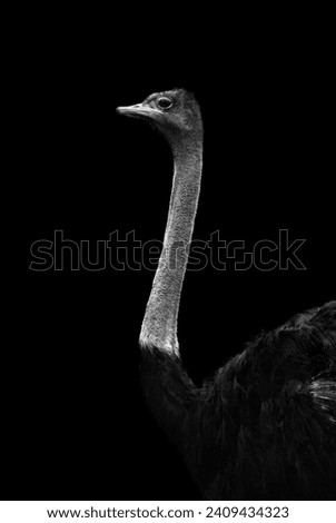 ostrich bird portrait photo in black and white format with grainy
