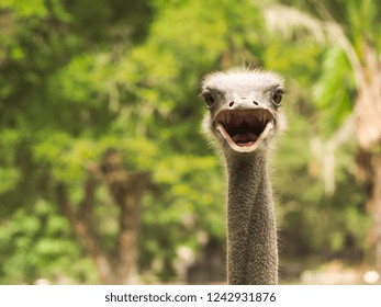 Ostrich Bird Struthionidae Animal Wild In Nature Open Mouth Speak Words Concept Idea Of Photo Nature Green Forest Blur Background Portrait Close Up Head Neck  Beautiful  Moment Of Characteristic 