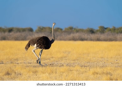 Ostrich bird. wildlife animal in forest field in safari conservative national park in Namibia, South Africa. Natural landscape background. - Powered by Shutterstock