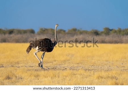 Ostrich bird. wildlife animal in forest field in safari conservative national park in Namibia, South Africa. Natural landscape background.