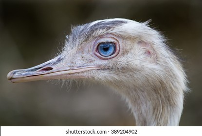 Ostrich With Blue Eye