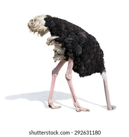 страус похоронит голову в песке игнорируя проблемы