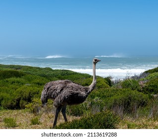 Ostrich At Cape Of Good Hope Nature Reserve, South Africa