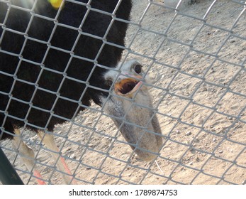 Ostrich In Chain Link Fencing With Open Mouth 