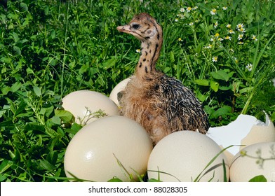 Ostrich Chick With Eggs