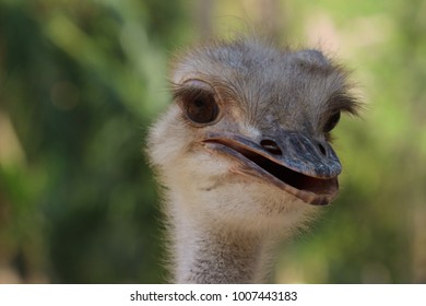 Royalty Free Ostrich Eye Stock Images Photos Vectors Shutterstock