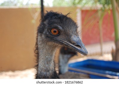 the curly ostrich