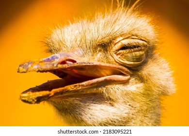 Ostrich, Close-up.  Ostrich Eye.  Bright Photo.  Nature, Birds And Animals.  Zoo