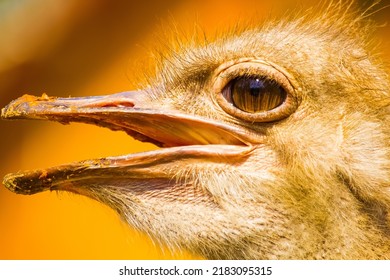 Ostrich, Close-up.  Ostrich Eye.  Bright Photo.  Nature, Birds And Animals.  Zoo