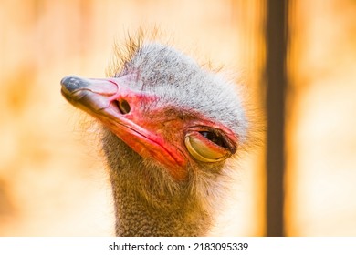 Ostrich, Close-up.  Ostrich Eye.  Bright Photo.  Nature, Birds And Animals.  Zoo