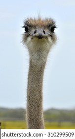 The Ostrich or Common Ostrich (Struthio camelus) is either one or two species of large flightless birds native to Africa
