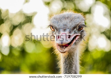 Ostrich Cute Animal World Stock Photo Edit Now 719708299