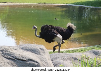 Ostrich At The Detroit Zoo