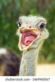 Ostrich Drives Away Uninvited Guests From The Nest.