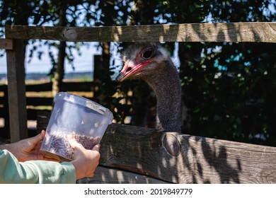 Ostrich Eating From The Food Bucket