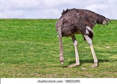 Ostrich Eating Grass