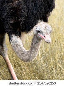 
Ostrich Eating Grass In Nature