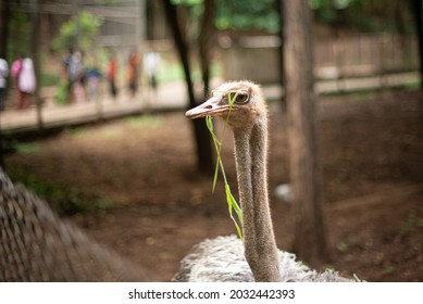 Ostrich Eating Grass In The Zoo