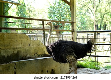 Ostrich Eating In An Open Cage