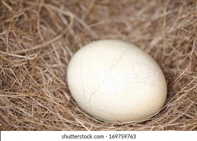 Ostrich Egg 