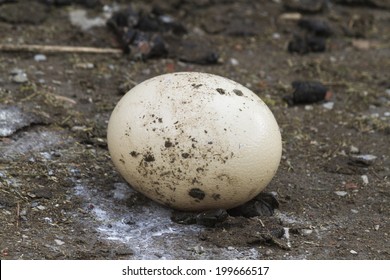 Ostrich Egg