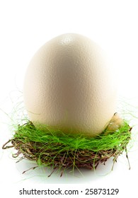 Ostrich Egg