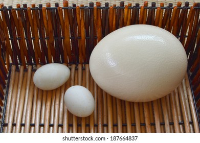 Ostrich telur Pengetahuan Kuno