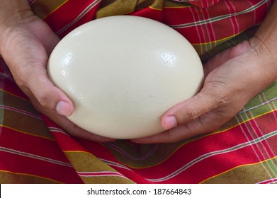 Ostrich Egg In Human Hands