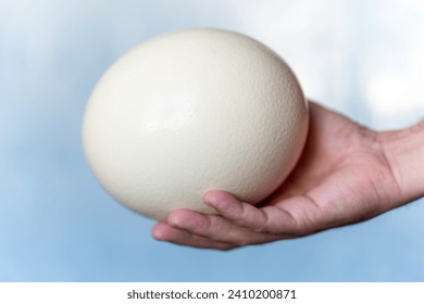 huevo de avestruz en manos humanas sobre fondo azul