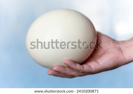 ostrich egg in human hands on a blue background