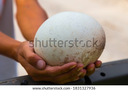Ostrich egg in man's hands, human keeps big egg in his own arms, male holding large egg on a farm, gently holds close up. Organic fresh egg. Huge white shell of an african ostrich.