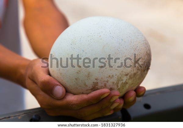 Ostrich egg\
in man\'s hands, human keeps big egg in his own arms, male holding\
large egg on a farm, gently holds close up. Organic fresh egg. Huge\
white shell of an african\
ostrich.