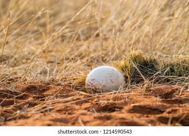 Ostrich Egg In The Nest