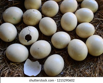 Ostrich Egg In The Nest