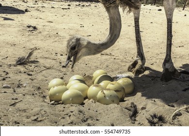 Ostrich Eggs