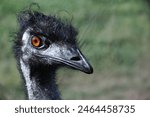 Ostrich emu head close-up on green blurry background. Black feathers and large beak. Orange eye, curious look. Detailed focus, visible textures. Outdoors, bright daylight, wildlife.
