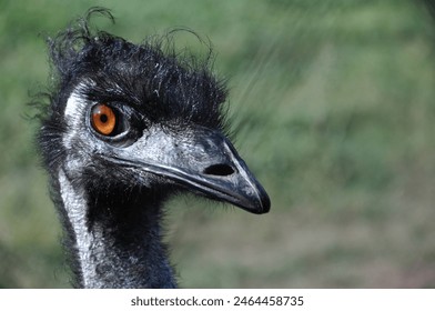 Ostrich emu head close-up on green blurry background. Black feathers and large beak. Orange eye, curious look. Detailed focus, visible textures. Outdoors, bright daylight, wildlife. - Powered by Shutterstock