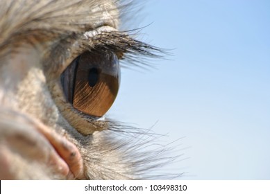 Ostrich Eye