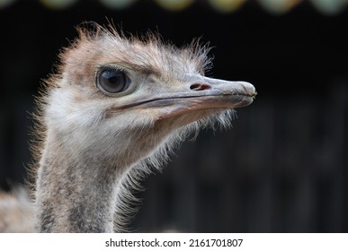 Ostrich Eye Portrait Closeup Head