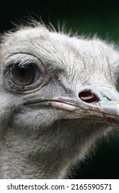 Ostrich Face Is Closed Up