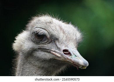 Ostrich Face Is Closed Up