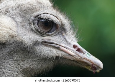 Ostrich Face Is Closed Up