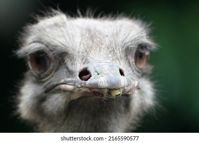 Ostrich Face Is Closed Up