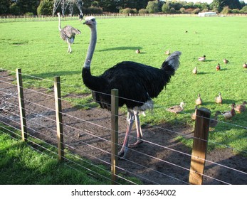 Ostrich In The Farm.