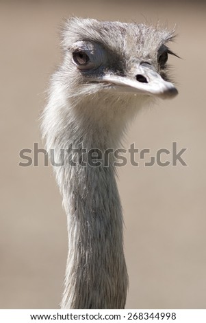 Similar – In the sights of the emus