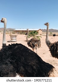 Ostrich Farm In The Karoo 