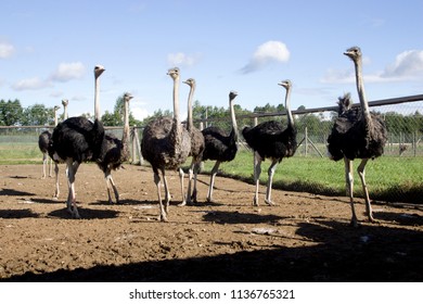 ostrich farm in Latvia
