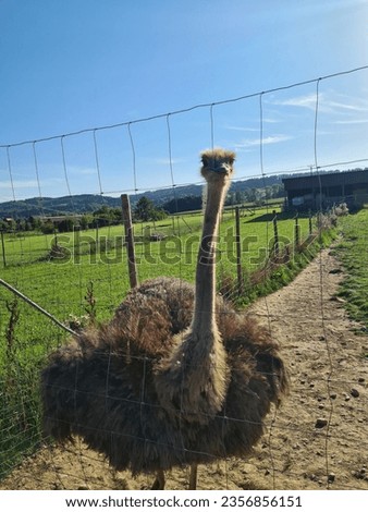 An ostrich farm near the Bodensee in Germany. 