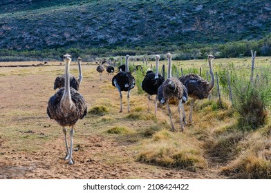 Ostrich Farm Near Oudtshoorn, South Africa